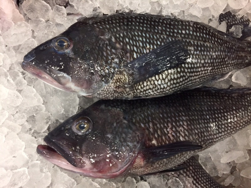 Locally Sourced NJ Black Bass Fillet - Order Fresh Seafood Online